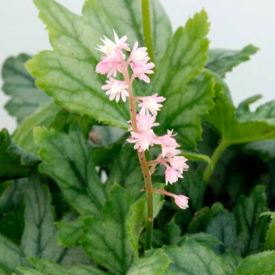Heucherella 'Pink Stardust'