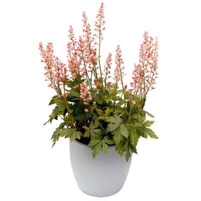Heucherella 'Pink Stardust'