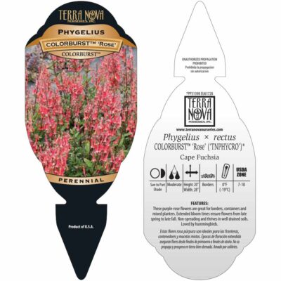 Phygelius COLORBURST™ 'Rose' - Tag