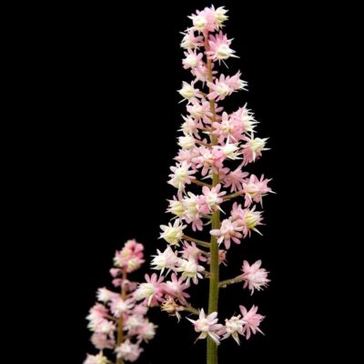 Heucherella 'Pink Stardust'