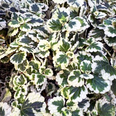 Plectranthus NOVA® 'Brilliant'