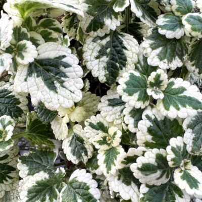 Plectranthus NOVA® 'Brilliant'