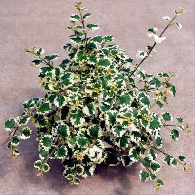Plectranthus NOVA® 'Brilliant'