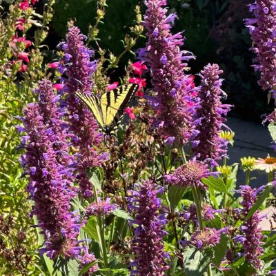 Agastache 'Blue Boa'