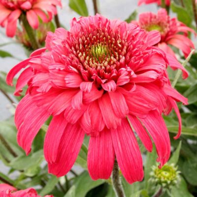 Echinacea DELIGHTFUL™ 'Garnet'