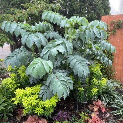 Melianthus 'Antonow's Blue'