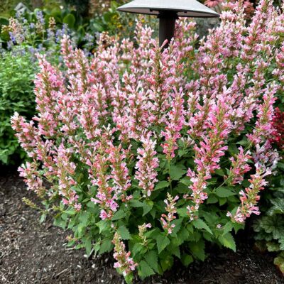 Agastache 'Pink Pearl'