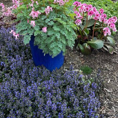 Ajuga 'Blueberry Muffin'