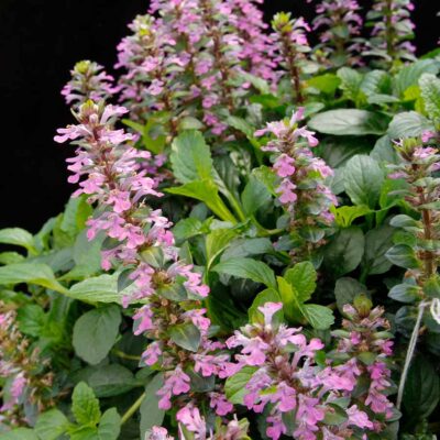 Ajuga NOVA® 'Pink'