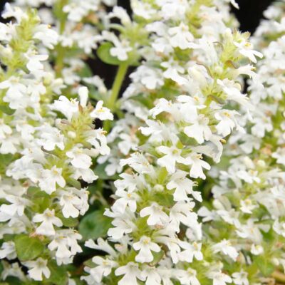 Ajuga NOVA® 'White'