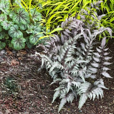 Athyrium 'Pewter Lace'