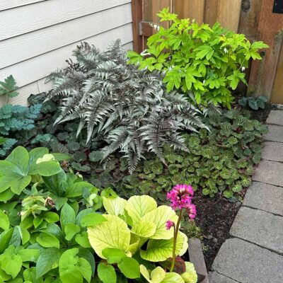 Athyrium 'Pewter Lace'