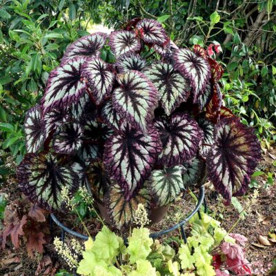 Begonia 'Fireworks'