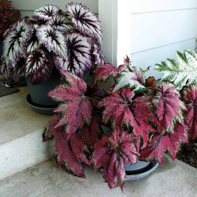 Begonia 'Fireworks'