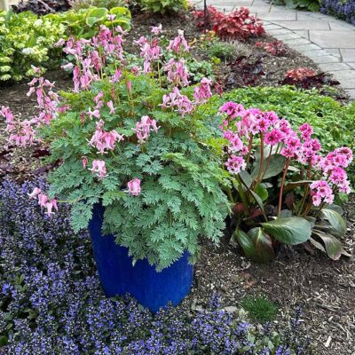 Bergenia DRAGONFLY™ 'Sakura'