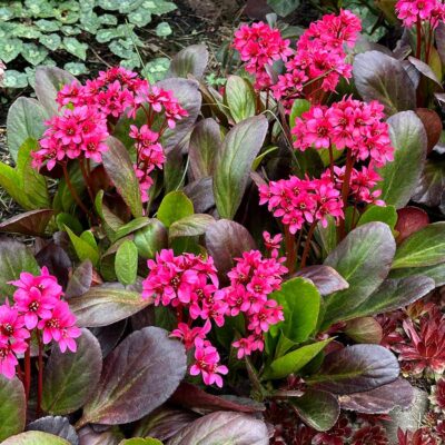 Bergenia EARLY BRILLIANCE™ 'Magenta'