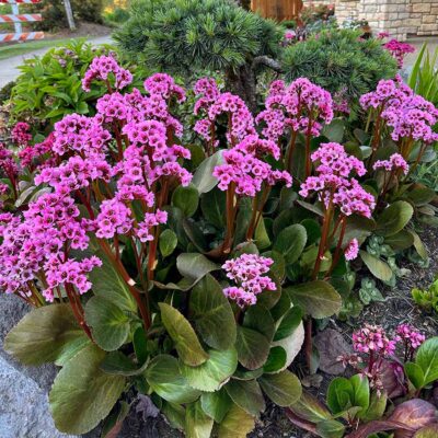 Bergenia VINTAGE™ 'Blush'