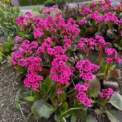 Bergenia VINTAGE™ 'Pink'
