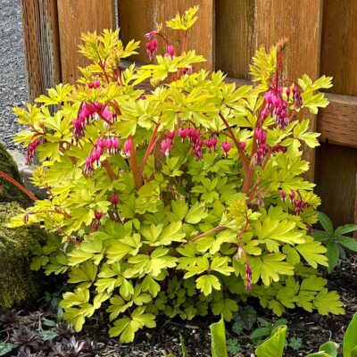 Dicentra 'Gold Heart'