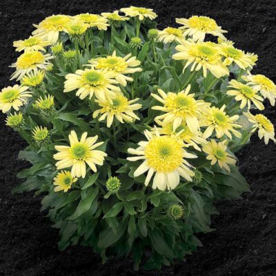 Echinacea SUN DIAL™ 'Zenith'