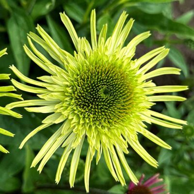 Echinacea SUPREME™ 'Lime'