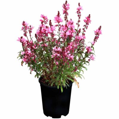 Gaura CONFETTI™ 'Pink'