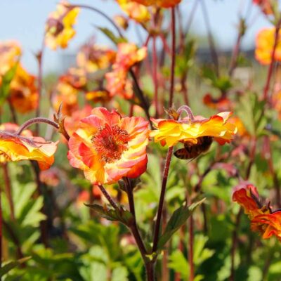 Geum TEMPO™ 'Fiesta'