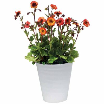 Geum TEMPO™ 'Fiesta'