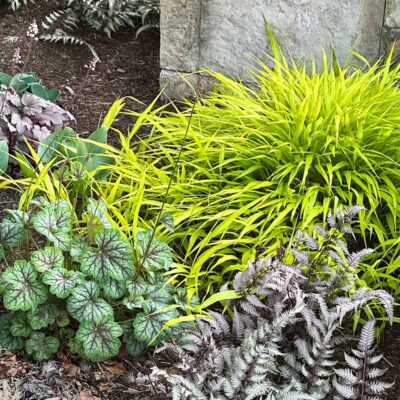 Hakonechloa 'All Gold'