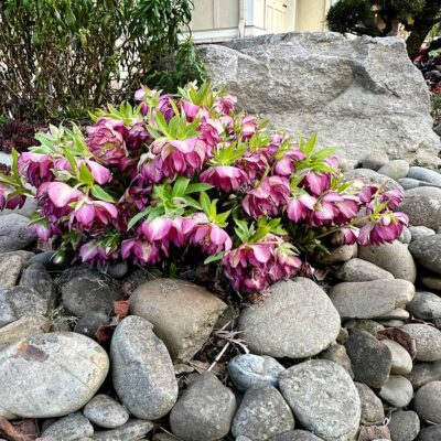 Helleborus NORTH STAR™ 'Garnet Frills'