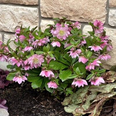 Helleborus NORTH STAR™ 'Pink'