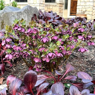 Helleborus NORTH STAR™ 'Plum'