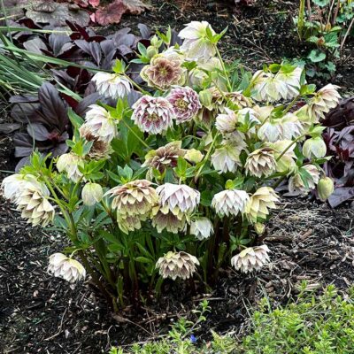 Helleborus NORTH STAR™ 'Ruby Heart'