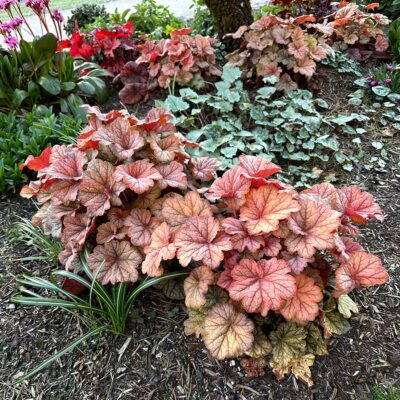 Heuchera 'Changeling'