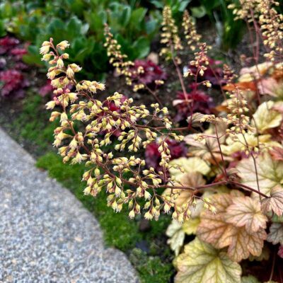 Heuchera 'Changeling'