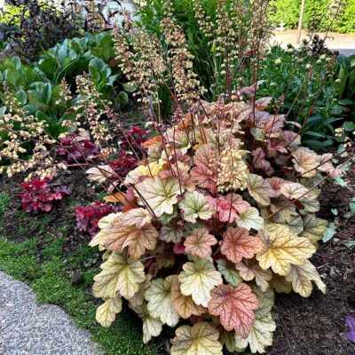 Heuchera 'Changeling'