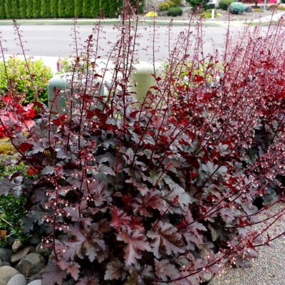 Heuchera 'Chocolate Ruffles'