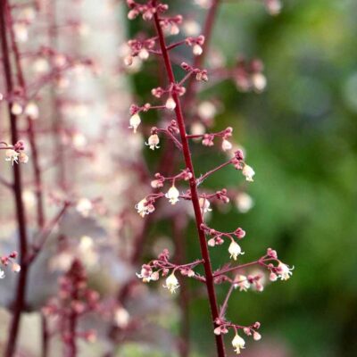 Heuchera 'Chocolate Ruffles'