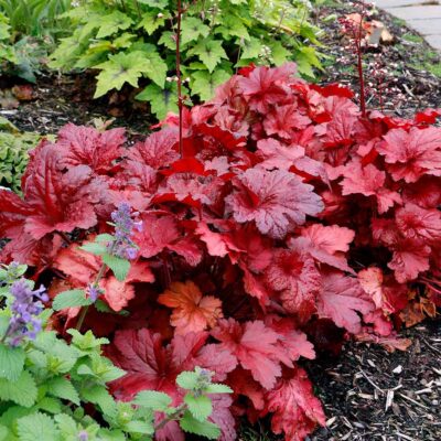 Heuchera FOREVER® 'Red'