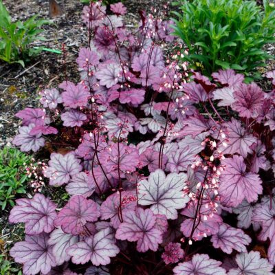 Heuchera 'Grape Soda'