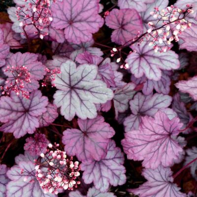 Heuchera 'Grape Soda'