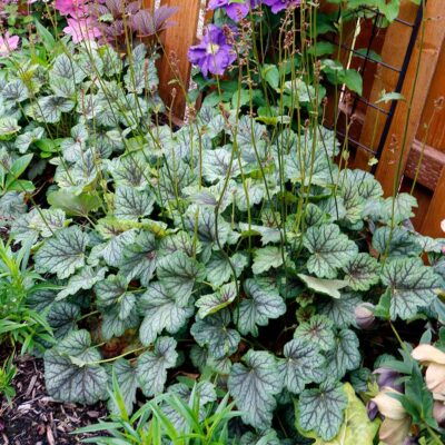 Heuchera 'Green Spice'