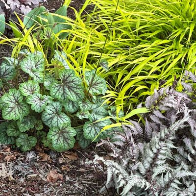Heuchera 'Green Spice'