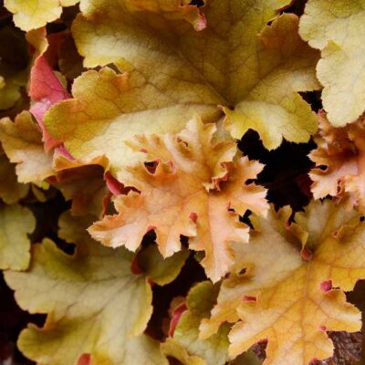 Heuchera 'Marmalade'