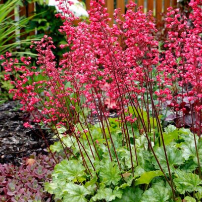 Heuchera 'Paris'