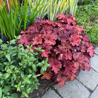 Heuchera 'Rio'