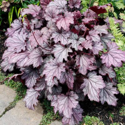 Heuchera 'Spellbound'