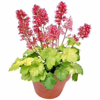Heuchera LITTLE CUTIES™ 'Sweet Tart'