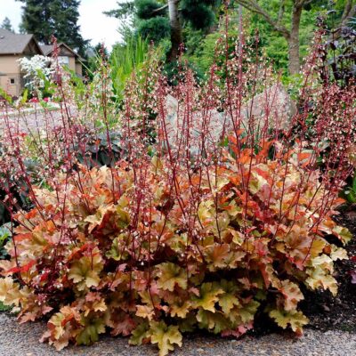 Heuchera 'Zipper'