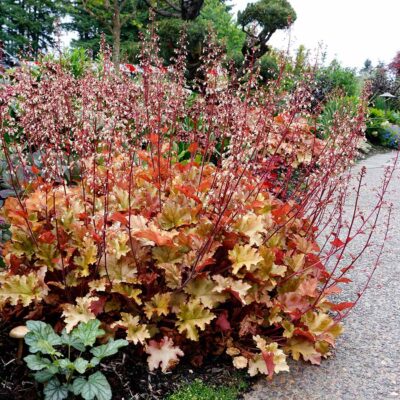 Heuchera 'Zipper'